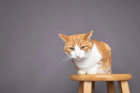 Angry dramatic look on pet cat ears pulled back intense eyes Stock Photos