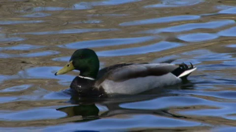 Angry Duck Video stock 111380