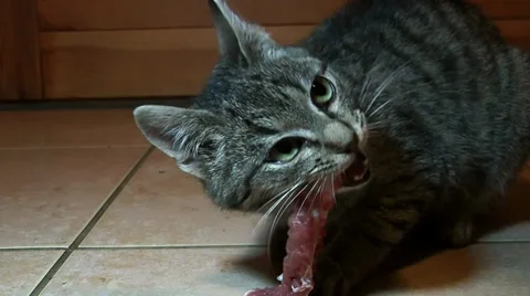 Angry eating cat Stock Footage 36678797