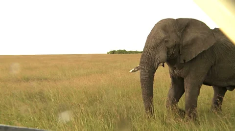 Angry elephant attack Stock Footage 33696383