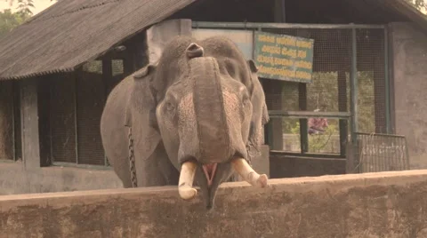 Angry elephant being loud Stock Footage 60765608