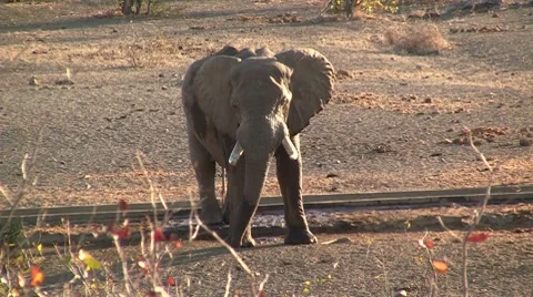 Angry elephant Stock Footage 8622432