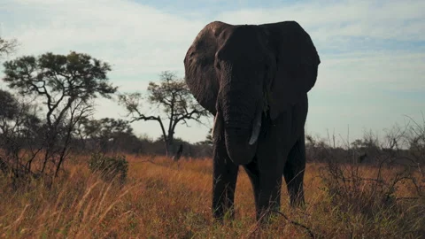 Angry elephant Stock Footage 248242312