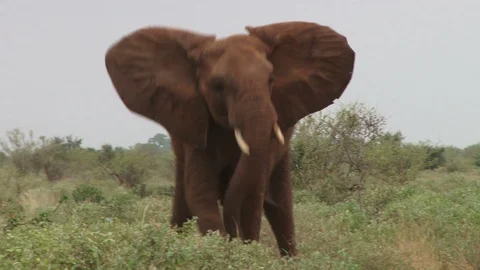 An angry elephant makes an attack threat and moves away 스톡 동영상 95957881