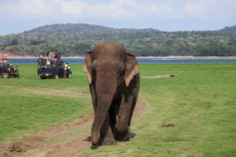 Angry Elephant 스톡 사진