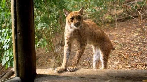 Angry eurasian lynx (Lynx lynx) threatening Stock Footage 101408853
