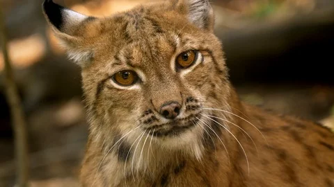 Angry eurasian lynx (Lynx lynx) threatening Vídeos de archivo 101408921