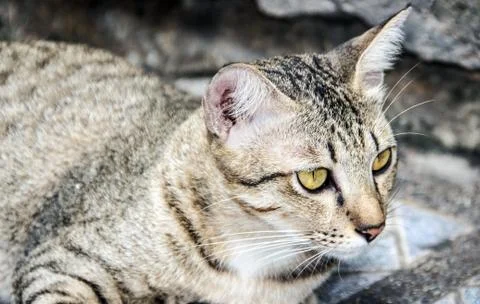 Angry face of stray cat Stock Photos