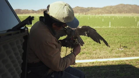 Angry Falcon Trainer Being Rude About Bad Luck In A Falconry Competition Stock Footage 194269355