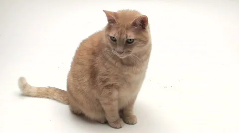 Angry fat cat - HD Stock Footage 588550