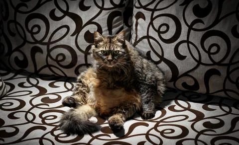 Angry fat cat, looking at the camera with green eyes, sitting on the sofa Stock Photos