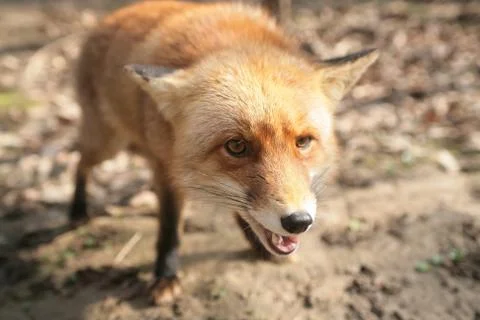 Angry fox Stock Photos