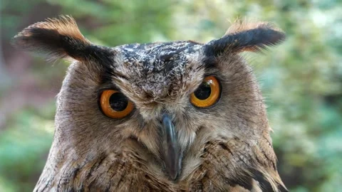 Angry but funny eagle owl turns its head and looks at the camera Stock Footage 140897109