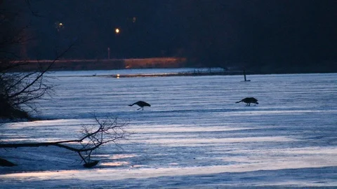 Angry geese in the distance Stock Footage 108412063