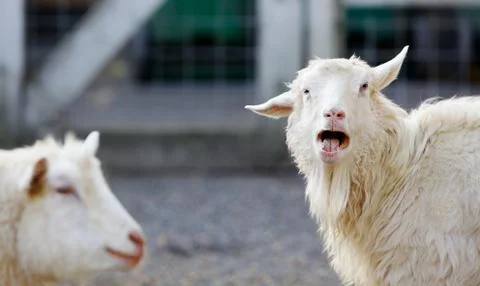 Angry goat Stock Photos
