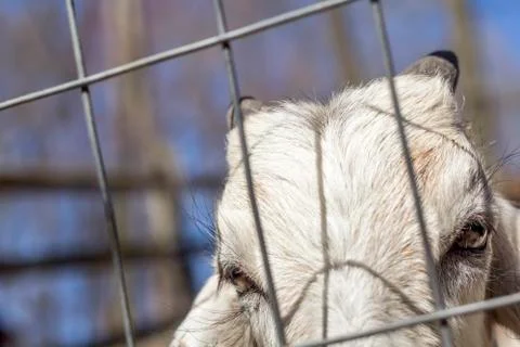 Angry Goat Foto stock