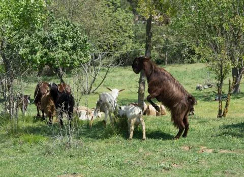 Angry goat Stock Photos