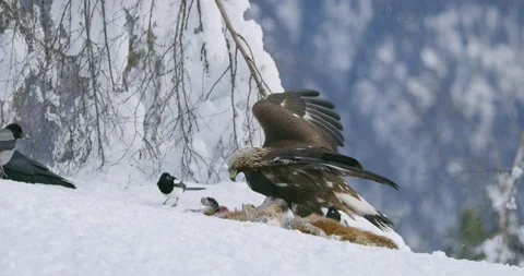 Angry golden eagle scaring away crows and magpies from prey at mountain in the Stock Footage 192334789