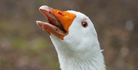 Angry goose Stock Photos