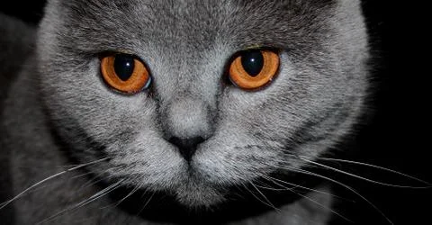 Angry gray cat Stock Photos