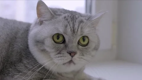 Angry grey cat, British breed, lies on the windowsill and looks into the camera Stock Footage 241299399