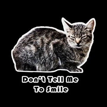 Angry Grumpy cat unhappy looking out with angry expression Illustrazione stock