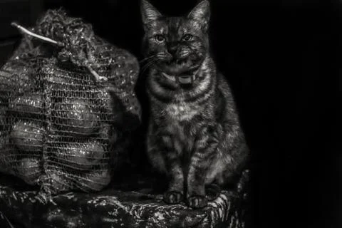 Angry grumpy stripped cat sitting on a corner near bag of potatoes. Black and Stock Photos