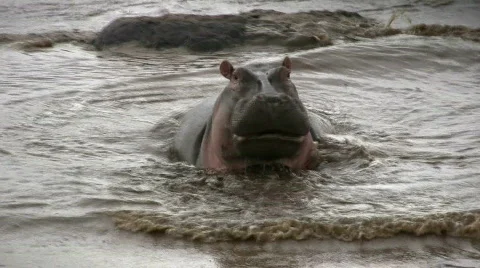 An angry hippo. 스톡 동영상 700057