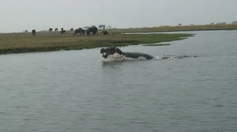 ANGRY HIPPO Video stock 19318700