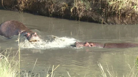 An angry hippo 스톡 동영상 53801333