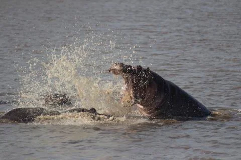 Angry hippo Stock Photos