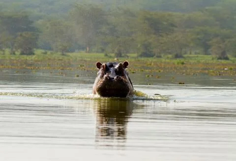 Angry hippo in the water Stock Photos