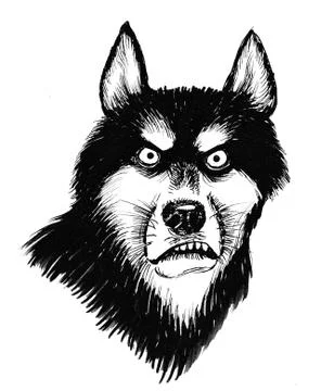 Angry husky Stock Illustration