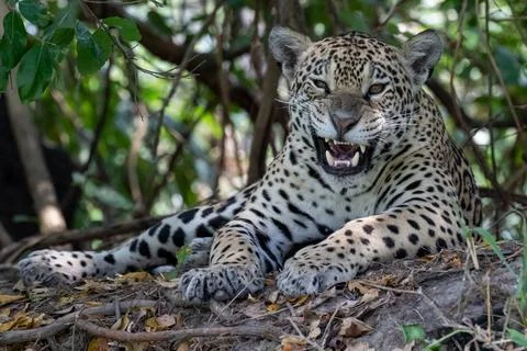 Angry jaguar Stock Photos