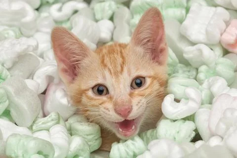 Angry kitten face Stock Photos