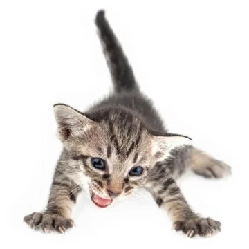 Angry kitten Stock Photos