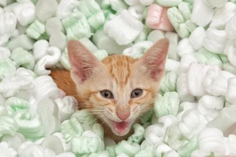 Angry kitten Stock Photos
