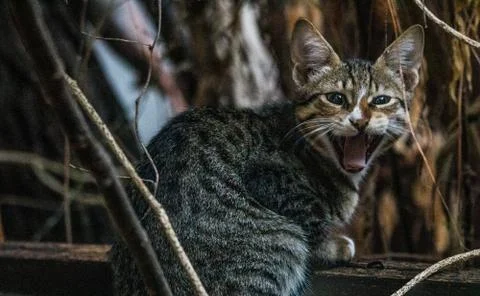 An angry kitten Stock Photos