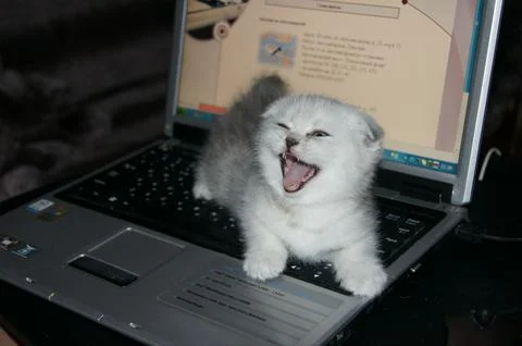 Angry kitten Stock Photos
