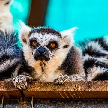 Angry lemur closeup Stock Photos