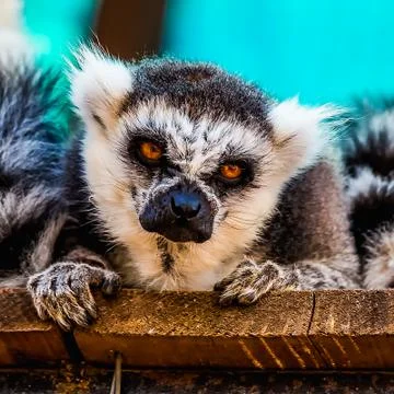 Angry lemur Stock Photos