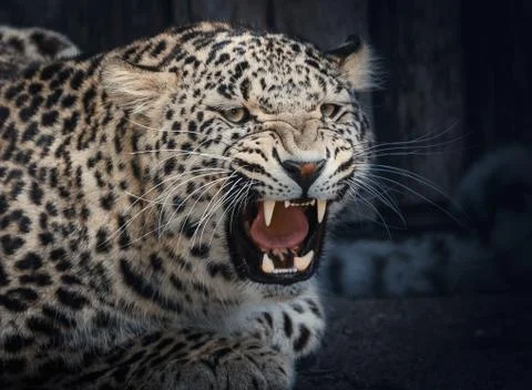 Angry Leopard Stock Photos