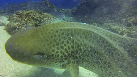 Angry Leopard Shark Close Up. Grumpy Annoyed Zebra Shark &amp; Catfish Fish School Stock Footage 115328745