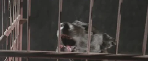 Angry Locked Black Dog Barking 1 Stock Footage 207767571