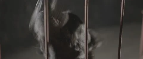 Angry Locked Black Dog Barking 3 Stock Footage 207767581