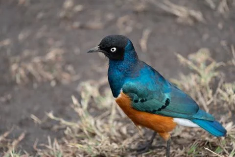 Angry looking blue-bellied roller bird in Serengeti, Tanzania, selective fo.. Stock Photos