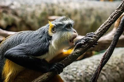 Angry looking Wolf's mona monkeys showing teeth Stock Photos