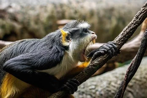 Angry looking Wolf's mona monkeys showing teeth Stock Photos