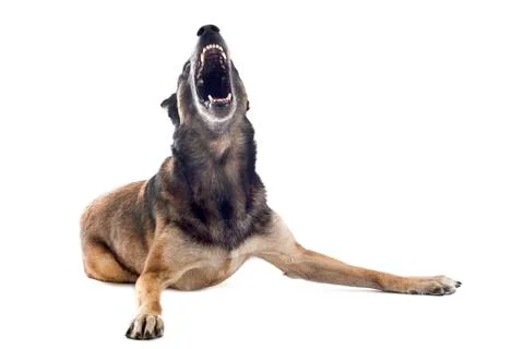 Angry malinois Stock Photos