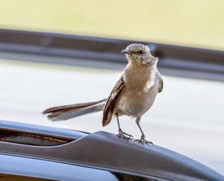Angry mockingbird Stock Photos